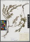 Foto von Salix repens subsp. incubacea (L.) A. Neumann